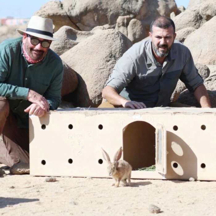 محمية الأمير محمد بن سلمان تعيد توطين الأرنب العربي