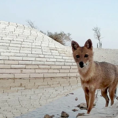 رصد ابن آوى الذهبي لأول مرة في محمية الملك عبدالعزيز