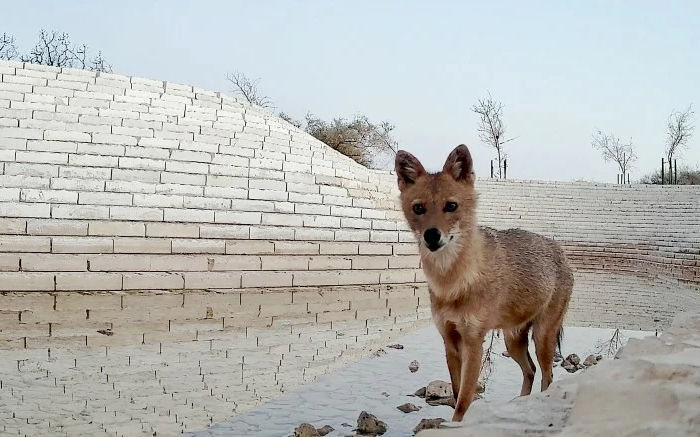رصد ابن آوى الذهبي لأول مرة في محمية الملك عبدالعزيز