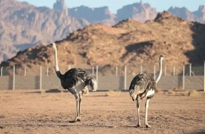 جمال محمية الأمير محمد بن سلمان في اليوم العالمي للتصوير