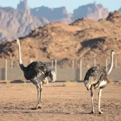 جمال محمية الأمير محمد بن سلمان في اليوم العالمي للتصوير